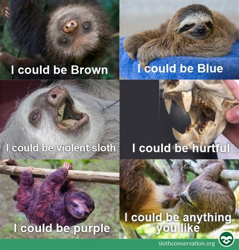 Best Sloth Memes - The Sloth Conservation Foundation