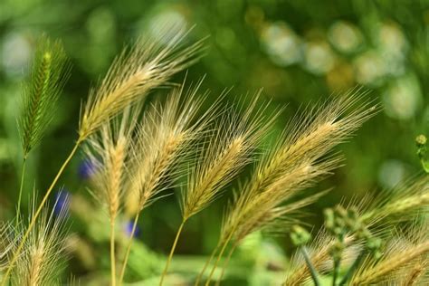 Foxtail | GreenRipeGarden