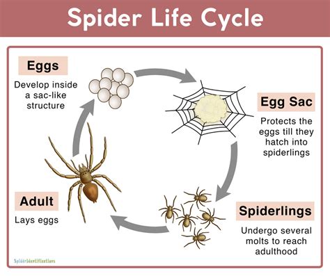 Life Cycle of a Spider Do spiders lay eggs | Glassview Farm