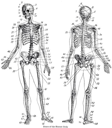 Free Printable Anatomy Diagrams - Free Printable Worksheet