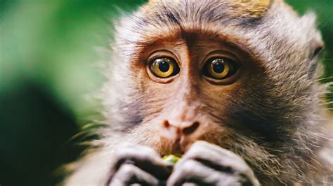 Download wallpaper 3840x2160 monkey, animal, glance 4k uhd 16:9 hd ...