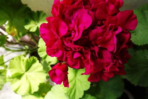 pelargonium care: how to keep them happy