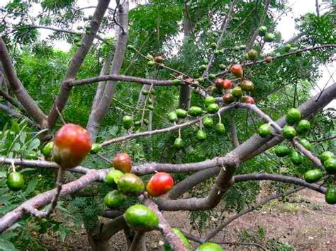 Jocotes en rama- El Salvador | Frutas exóticas, Frutas, Manualidades ...