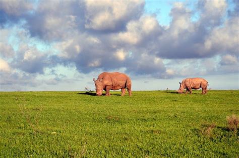 Wildlife Photos at South African Game Reserve | Kariega