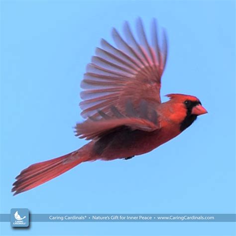 Cardinal Facts — CARING CARDINALS