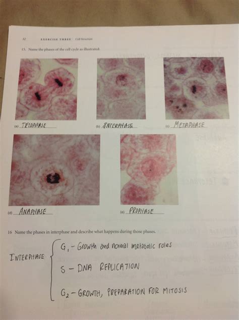 How to tell between Interphase and Prophase?3 - Microbiology and ...