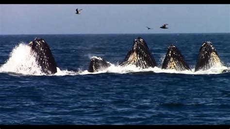 Whale Watching on the Monterey Bay - YouTube