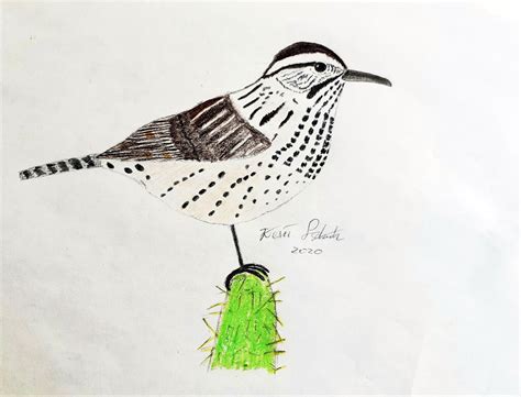 YOUNG BIRDERS: Charismatic and Clever: The Cactus Wren (Campylorhynchus ...