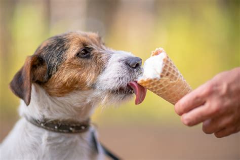 Dog Eating Ice Cream Outdoors - Simplemost