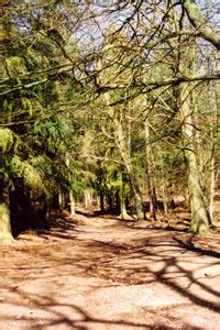 Greensand Ridge Walk through Oak Wood - Photo