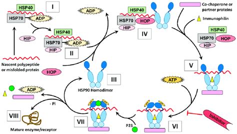 The mechanism of protein folding by HSP90 [44]. (I) The client protein... | Download Scientific ...