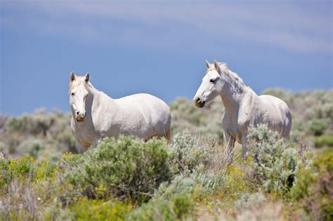 Wild Horses of Nevada photography | Wild Horses Gallery-Stock Images