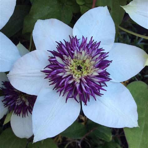 Clematis florida 'Sieboldii', Clematis florida 'Sieboldii' - uploaded by @shelleyB