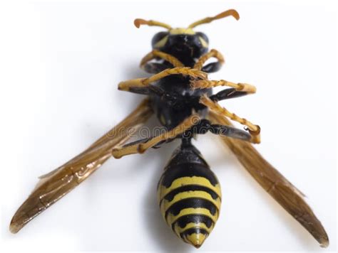 Dead wasp stock image. Image of dead, white, closeup, isolated - 9751259