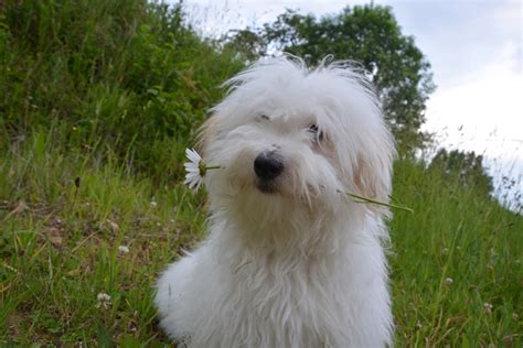 Coton De Tulear Dog Free Stock Photo - Public Domain Pictures