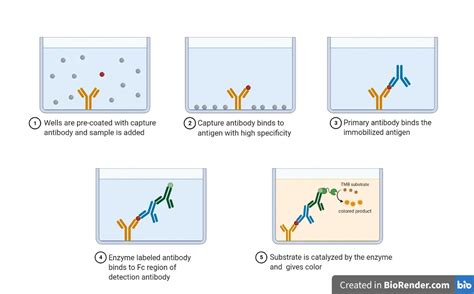 ELISA Test: Principle, Types, and Uses • Microbe Online