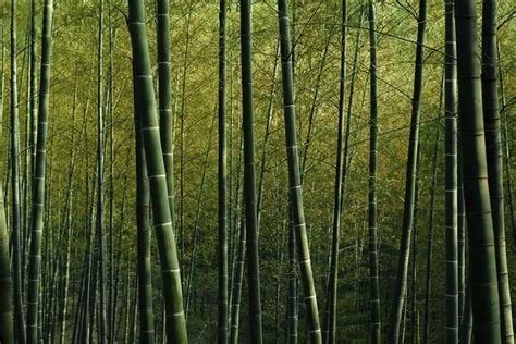 Bamboo forest in China — Stock Photo © Rawpixel #100571296