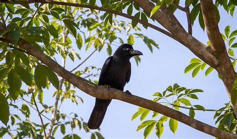 New Caledonian Crows Keep Their Favorite Tools Safe | Inside Science