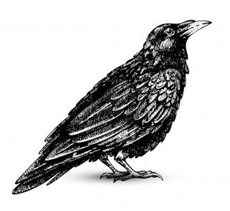 Free Cute Raven Cliparts, Download Free Cute Raven Cliparts png images ...