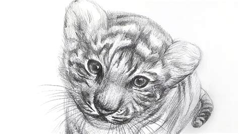 How to draw a Tiger cub - pencil drawing sounds ASMR - YouTube