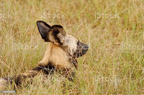 Anjing Liar Afrika Foto Stok - Unduh Gambar Sekarang - Afrika, Afrika Bagian Selatan, Alam - iStock