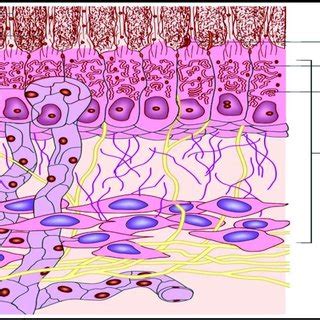 1): Diagram illustrating odontoblast, cell-free, cell-rich zone, and... | Download Scientific ...