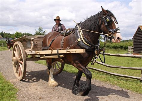 Horse & Cart..Dad used to have two show Cart Horses..He won many rosettes. | Medieval horse ...