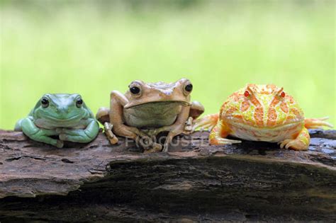 Three frogs sitting on a log, blurred background — cute, animals - Stock Photo | #231816946