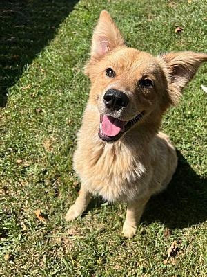 Irwin, PA - Blue Heeler/Golden Retriever. Meet Skyler a Pet for Adoption - AdoptaPet.com