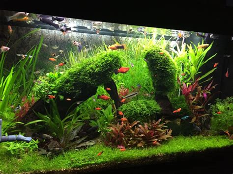 Most Beautiful Planted Tanks ( 2017 ) - RateMyFishTank.com