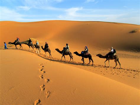 10277d camel in desert wallpaper