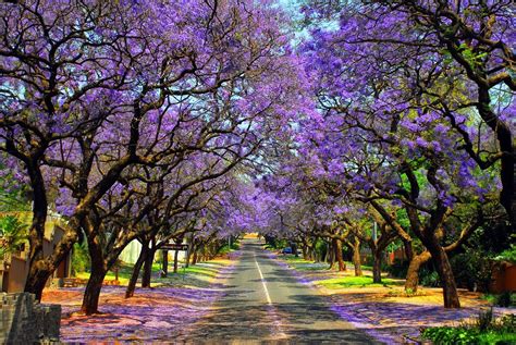 #October #Jacaranda #Pretoria #peak bloom | Jacaranda tree, Beautiful ...