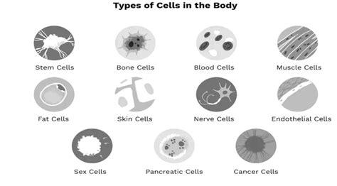 Types Of Cells In The Human Body