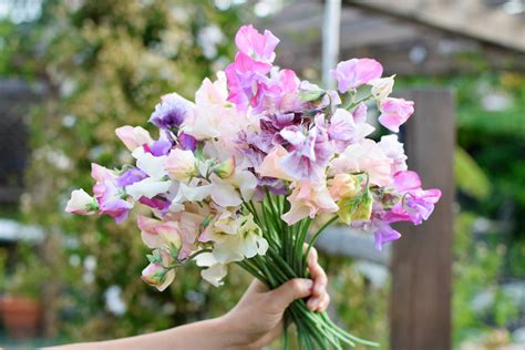 Growing Sweet Peas ~ Lovely, Scented Cut Flowers | Freckled Californian ~ A California Gardening ...