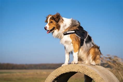 Top Dog Vest Harness Picks: The Bestsellers of 2023 - Veterinarians.org