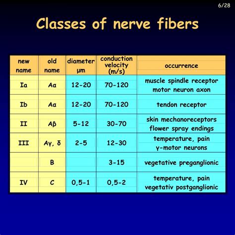 Sensory Nerve Fibers