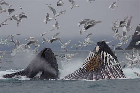 Seward Wildlife Tours: Whale Watching, Wildlife & Glacier Tours | Tours