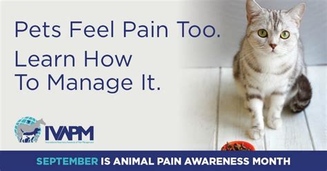 How to Recognize Pain Signs in Cats: feline pain symptoms and treatment