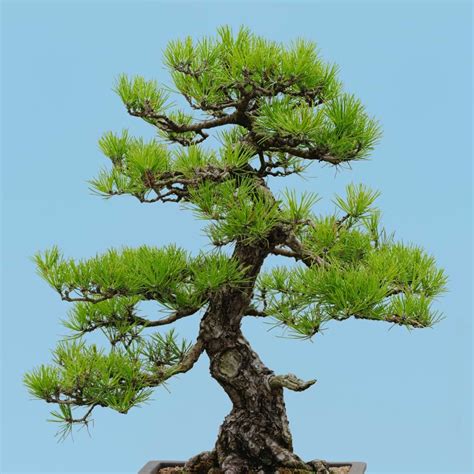 Growing Japanese Black Pine Bonsai | Care Guide