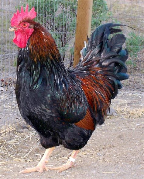 Barnevelder cockerel | ~~Hens~~Roosters~~II~~ | Pinterest