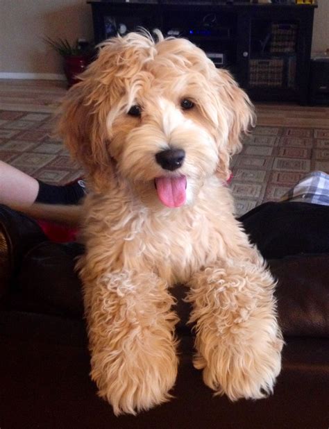 Australian Labradoodle puppy Australian Labradoodle Puppies ...