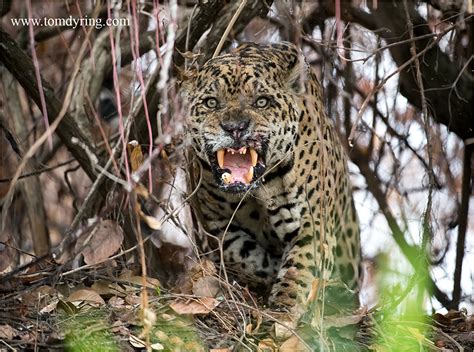 TOM DYRING WILDPHOTO / NN: JAGUAR ATTACK