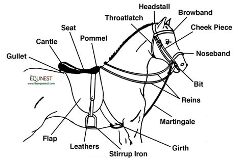 English Tack Terminology | The Equinest