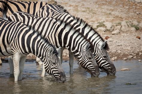 Namibia Wildlife Photo Gallery - Apex Expeditions