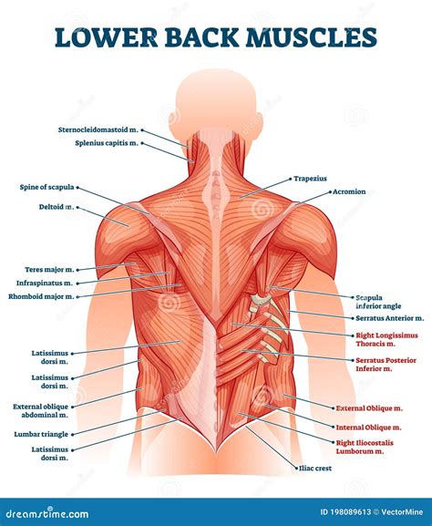 Back Muscles System. Didactic Scheme Of Anatomy Of Human Muscular ...