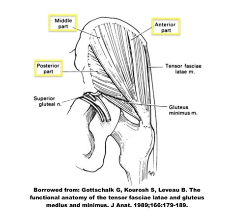 Pin by Mareena Shouse on Greater trochanteric pain syndrome or GTPS ...