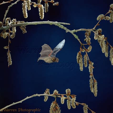 Pipistrelle Bat photo WP11451