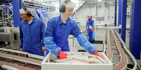 Norwegian farmed salmon prices headed for new low close to production ...