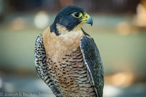 World Center for Birds of Prey photo spot, Boise