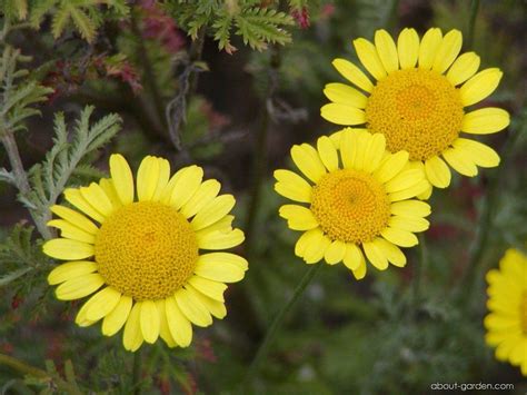 Anthemis tinctoria | About-garden.com